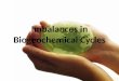 Imbalances in Biogeochemical Cycles