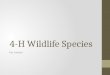 4-H Wildlife  Species