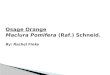 Osage Orange Maclura Pomifera ( Raf .)  Schneid . By: Rachel Finke