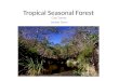 Tropical Seasonal Forest