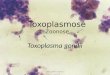 Toxoplasma  gondii