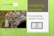 Leaping Lynxes