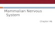 Mammalian Nervous System Chapter 46