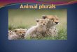 Animal plurals