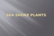 Sea shore Plants