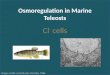 Osmoregulation in Marine Teleosts