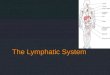 The Lymphatic Syste m