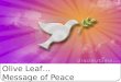Olive Leaf… Message of Peace