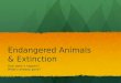 Endangered Animals  & Extinction
