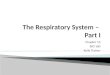 The  Respiratory System –  Part I