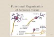 Functional Organization  of Nervous Tissue