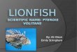 Lionfish Scientific name :  Pterois volitans