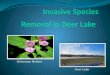 Invasive Species Removal in Deer Lake
