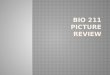BIO 211 Picture Review