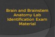 Brain and Brainstem Anatomy Lab Identification Exam Material