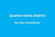Quarter Horse (AQHA)
