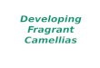 Developing Fragrant Camellias