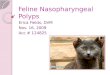 Feline Nasopharyngeal Polyps