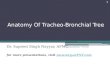 Anatomy Of  Tracheo -Bronchial Tree