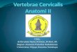 Vertebrae Cervicalis Anatomi II