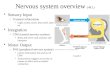 Nervous system overview  (48.1)