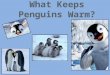 What Keeps Penguins Warm?