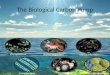 The Biological  Carbon Pump
