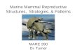 Marine Mammal Reproductive Structures,  Strategies, & Patterns MARE 390  Dr. Turner
