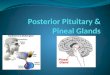 Posterior Pituitary & Pineal Glands