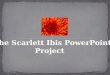 The Scarlett Ibis PowerPoint Project