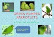 GREEN RUMPED PARROTLETS