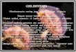 COELENTERATA  Coelenterata sering juga disebut dengan Cnidaria Hewan bersel banyak (multiseluler)