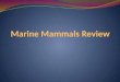 Marine Mammals Review