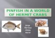 PINFISH IN A WORLD OF HERMIT CRABS