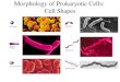Morphology of Prokaryotic Cells:  Cell Shapes