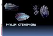 Phylum  ctenophora