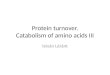 Protein  turnover . Catabolism  of  amino acids  III