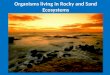 Organisms living in Rocky and Sand Ecosystems
