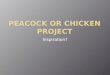 Peacock or Chicken Project