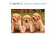 Chapter 9  : Patterns of Inheritance