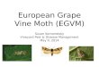 European Grape Vine Moth (EGVM)
