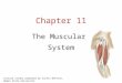 Chapter 11 The Muscular  System