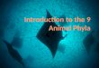 Introduction to the 9 Animal Phyla