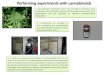 Performing experiments with cannabinoids