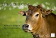 The Zebu Cow