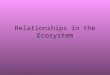 Relationships in the Ecosystem
