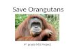 Save Orangutans