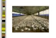 Dioxin-Contaminated Chicken Environmental Health Disaster Scenarios