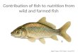 Contribution of fish to nutrition from wild and farmed fish