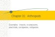 Chapter 31:  Arthropods